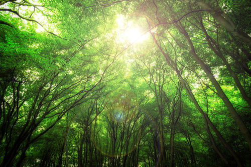 Endless-green-forest-of-dreams-l25