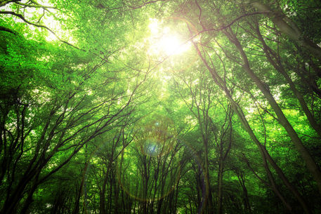 Endless-green-forest-of-dreams-l25