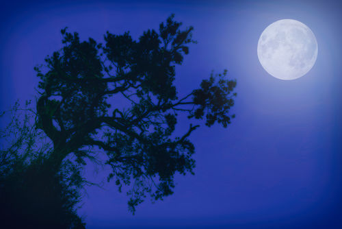 Moonlight-dreams-in-blue