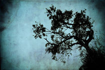 Bonsai Tree of the Night von John Williams