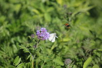 Biene, Schmetterling und Blume von pedi