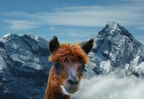 Alpaka in den schweizer Alpen by kattobello