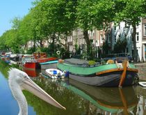 Pelikan in Amsterdam by kattobello