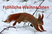 Weihnachtspostkarte Eichhörnchen im Winter von kattobello