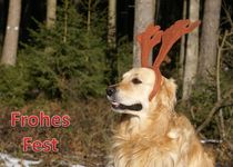 Weihnachtspostkarte Golden Retriever mit Geweih im Wald von kattobello