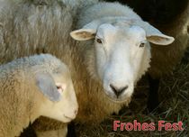 Weihnachtspostkarte Schaf mit Lamm von kattobello