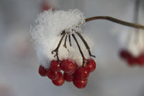 winter berries by jasminaltenhofen