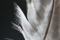 feather by jasminaltenhofen
