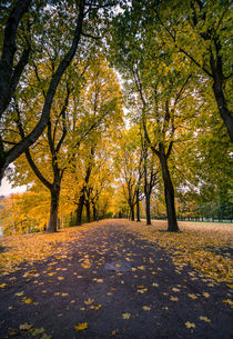 Autumn in the park von Nuno Borges