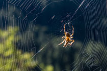 Spider in the centre of her web with dew on the silk by Chris Warham
