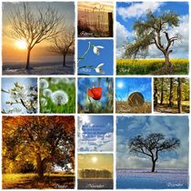 Das Jahr - Monat für Monat  durch die Natur  by Claudia Evans