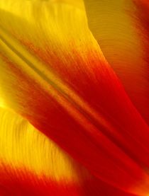 Makrofotografie, Tulpen-Blatt, Blütenblatt, tulip von Dagmar Laimgruber