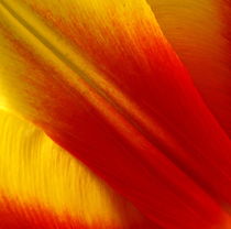 Makrofotografie, Tulpen-Blatt, Blütenblatt, tulip von Dagmar Laimgruber