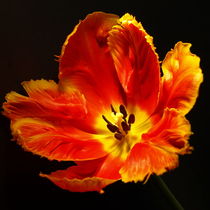 Rote Tulpen-Blüte, glamorous blossom of red tulip, Makrofotografie von Dagmar Laimgruber