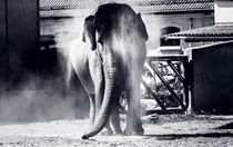 Staubiger Elefant von Alexander Dorn