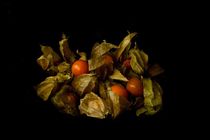 Physalis by o9ider