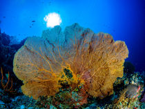 Fächer-Koralle von Sascha Caballero