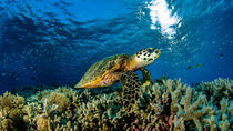 Schildkröte am Riff by Sascha Caballero