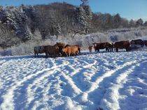 Rinder im Schnee by assy