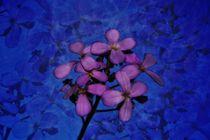 Blütentraum   -   Blossoms dreams von Claudia Evans