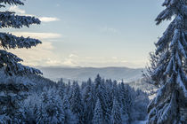 Aussichtspunkt im Wald by alpen-leben