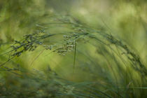 The grass by studioflara