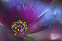 violet flower with bokeh by studioflara