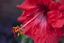 Hibiscus flower by studioflara