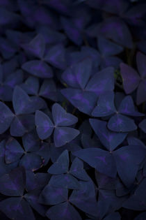 Dark clover leaves von studioflara