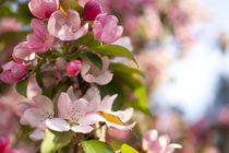 Blooming apple tree von studioflara