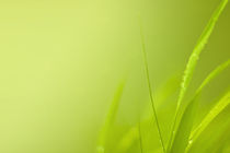 Green grass by studioflara