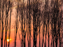 Sonnenuntergang mit Bäumen im Winter von Detlef Koethner