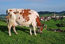 Schweizer Kühe... 2 von loewenherz-artwork