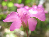Blütentraum  by lito-ovisa