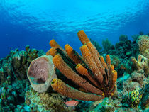 Coral Reef von Sascha Caballero