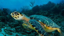 Turtle on the Reef von Sascha Caballero