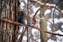Winter Squirrel, 2017 von Caitlin McGee
