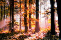 Herbstlicht von Nicc Koch