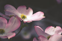 Pink Dogwood Flowers by Karen Black