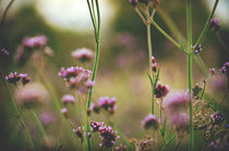 Wild Meadow by Karen Black