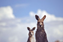 I See You Kangaroo by Karen Black