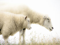 Sheeps by Steffan  Martens