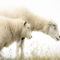 'Sheeps' by Steffan  Martens
