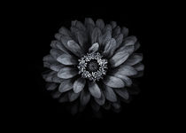 Backyard Flowers In Black And White 69 von Brian Carson