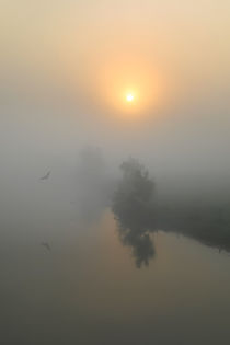 Vogelflug im Nebel von Bernhard Kaiser