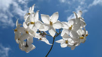Blütensterne von lito-ovisa