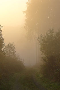 Herbstmorgen im Wald by Bernhard Kaiser