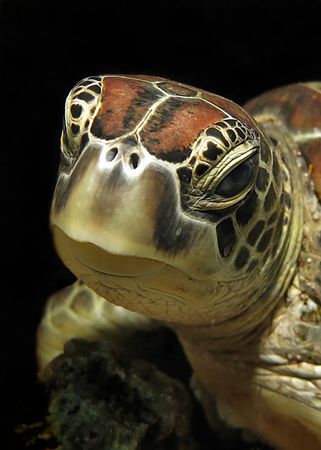 Img-1595-1-green-sea-turtle
