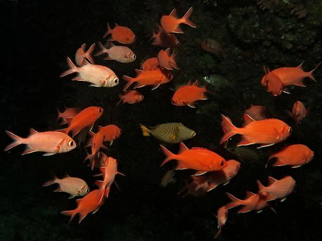 Img-4410-1-orange-lined-triggerfish-balistapus-undulatus-among-scarlet-soldierfish-myripristis-pralinia
