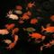 Img-4410-1-orange-lined-triggerfish-balistapus-undulatus-among-scarlet-soldierfish-myripristis-pralinia
